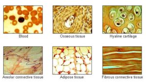 Connective tissue – Structure, Location, Function and Classification