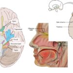 Cranial Nerves in Mammals - Definition, Types, Structure, Functions