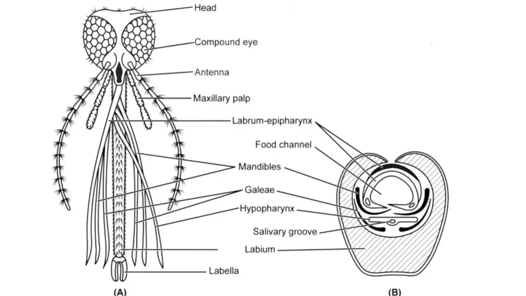 Culex (female)