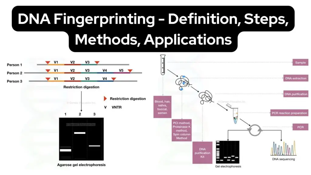 DNA Fingerprinting - Definition, Steps, Methods, Applications - Biology ...