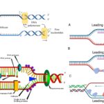 DNA Polymerase - Definition, Mechanism, Structure, Types