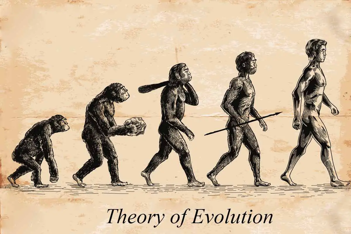 Darwinism Theory - Definition & Examples