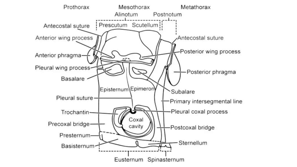  Diagrammatic lateral view of a wing-bearing thoracic segment