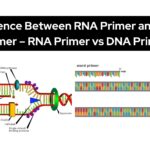 Difference Between RNA Primer and DNA Primer - RNA Primer vs DNA Primer