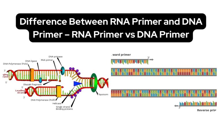 Difference Between RNA Primer and DNA Primer - RNA Primer vs DNA Primer