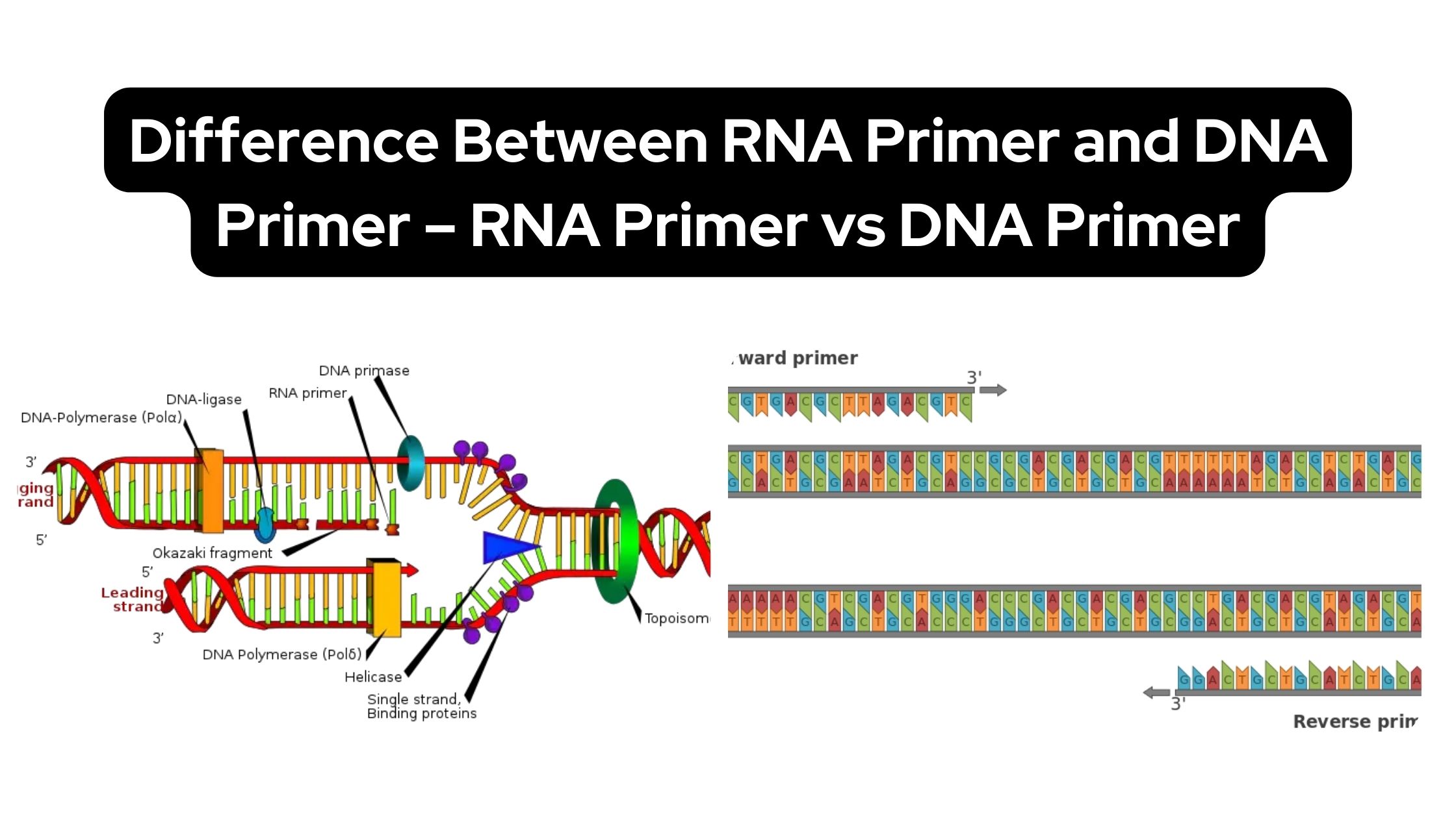 Difference Between RNA Primer and DNA Primer - RNA Primer vs DNA Primer