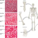Differences Between Bones and Cartilage - Bones vs Cartilage