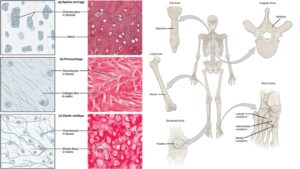 Differences Between Bones and Cartilage – Bones vs Cartilage