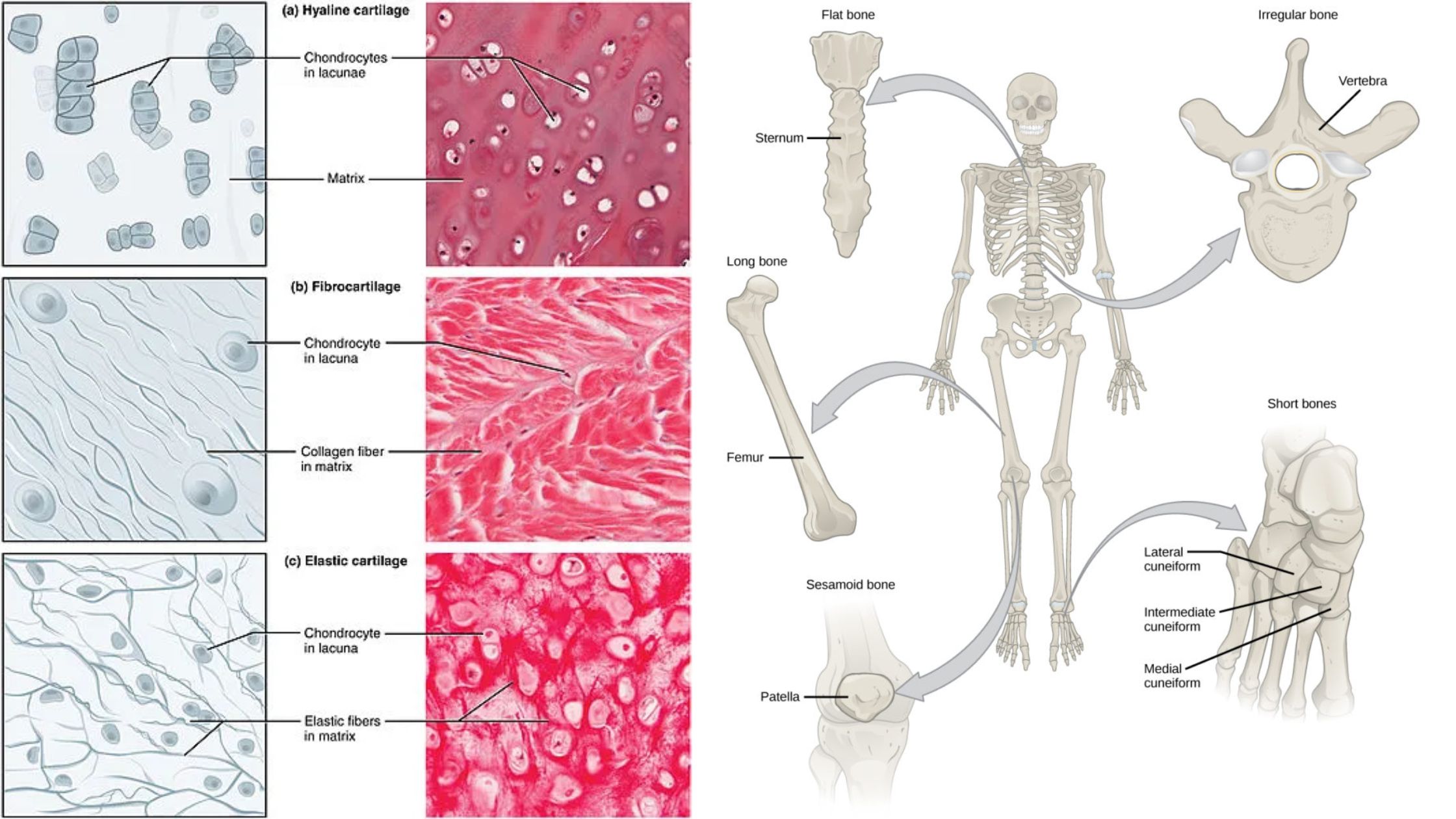 Differences Between Bones and Cartilage - Bones vs Cartilage