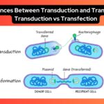 Differences Between Transduction and Transfection - Transduction vs Transfection