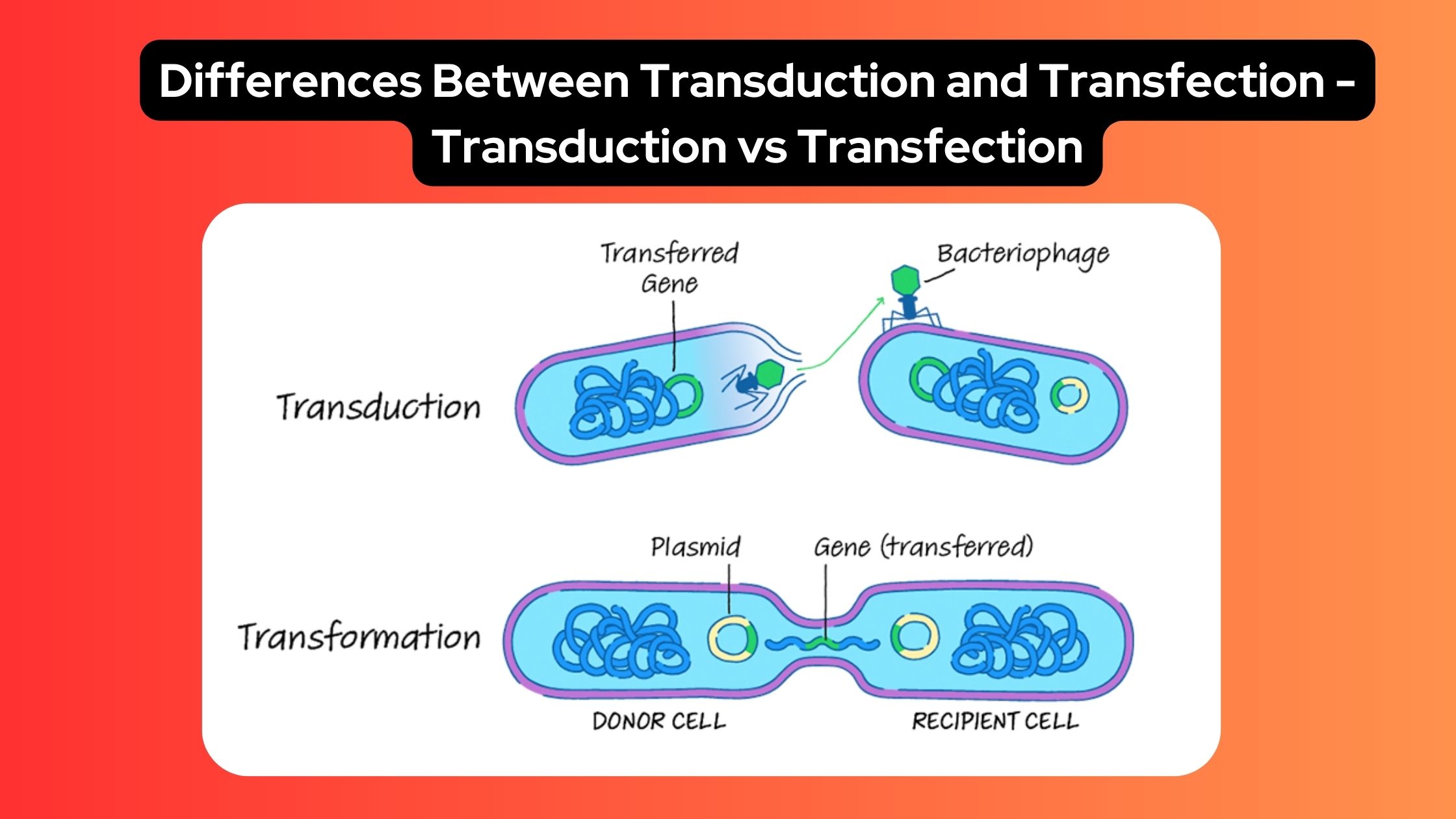 Differences - Biology Notes Online