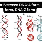 Different Between DNA-A form, DNA-B form, DNA-Z form