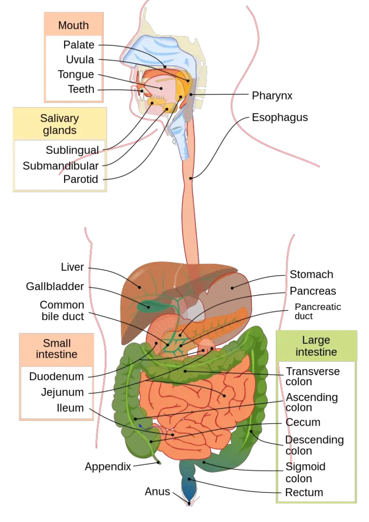 Human Digestive System - Organs, Structure, Functions