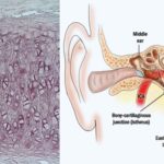 Elastic Cartilage - Definition, Structure, Functions