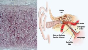 Elastic Cartilage – Definition, Structure, Functions