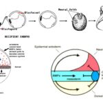 Embryonic Induction And Organizers