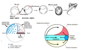 Embryonic Induction And Organizers