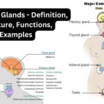 Endocrine Glands - Definition, Structure, Functions, Examples