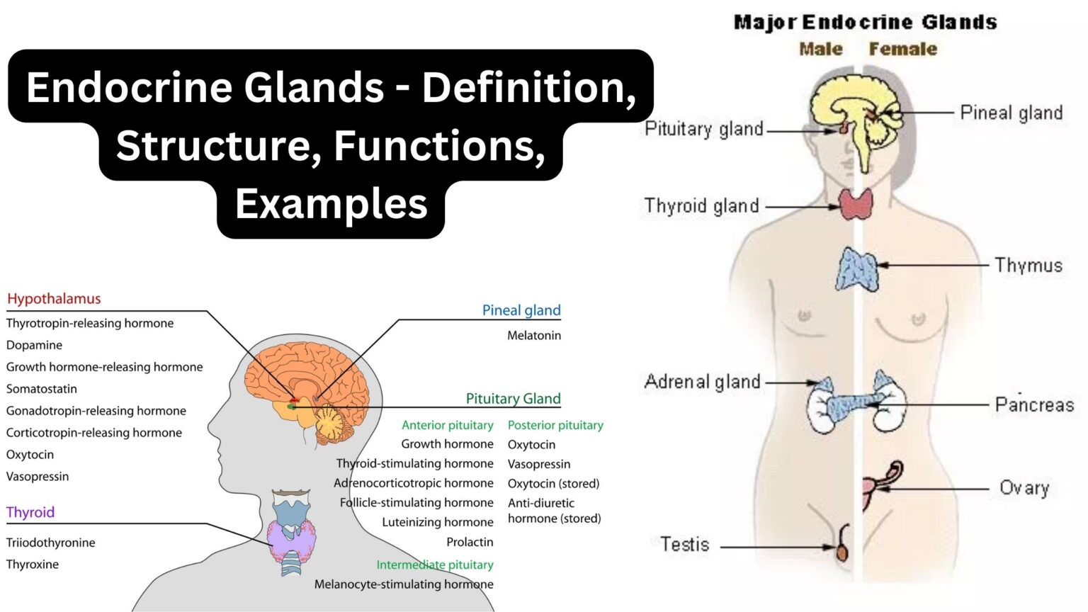 glandular-epithelium-functions-definition-structure-examples