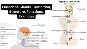 Endocrine Glands – Definition, Structure, Functions, Examples