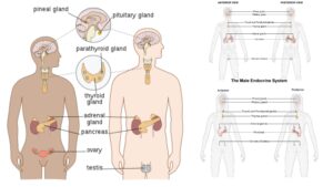 Endocrine System – Definition, Structure, Primary and Secondary glands