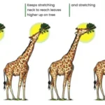 Lamarck’s Theory of Evolution - Postulates, Examples, Drawbacks