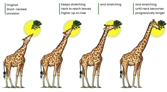 Lamarck’s Theory of Evolution - Postulates, Examples, Drawbacks