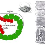 Exocrine Glands - Definition, Structure, Functions, Types, Examples