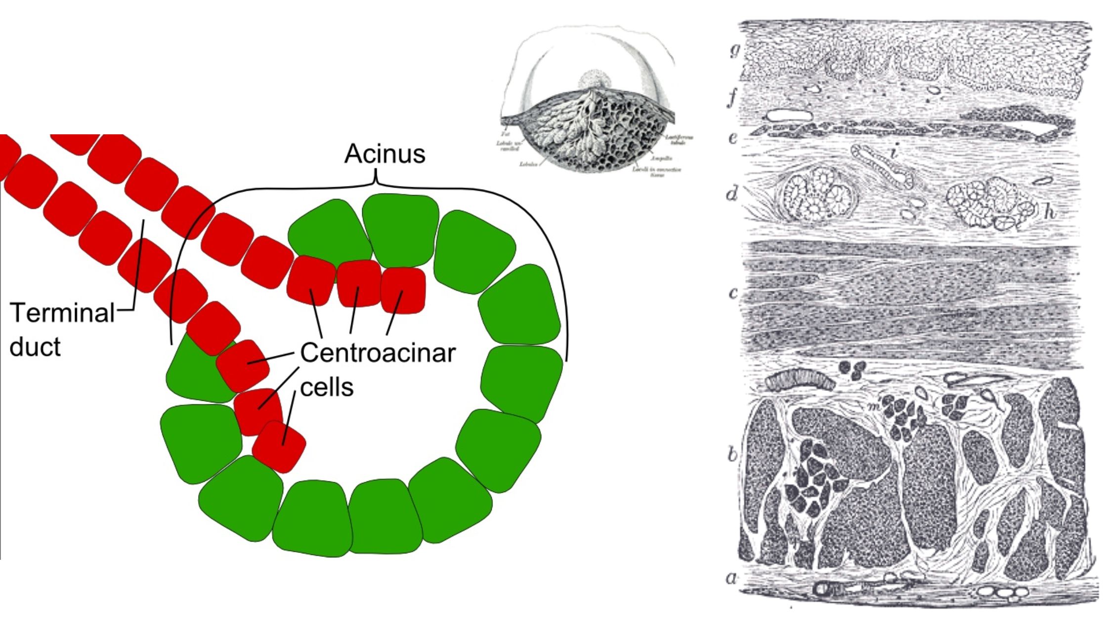 Exocrine Glands - Definition, Structure, Functions, Types, Examples