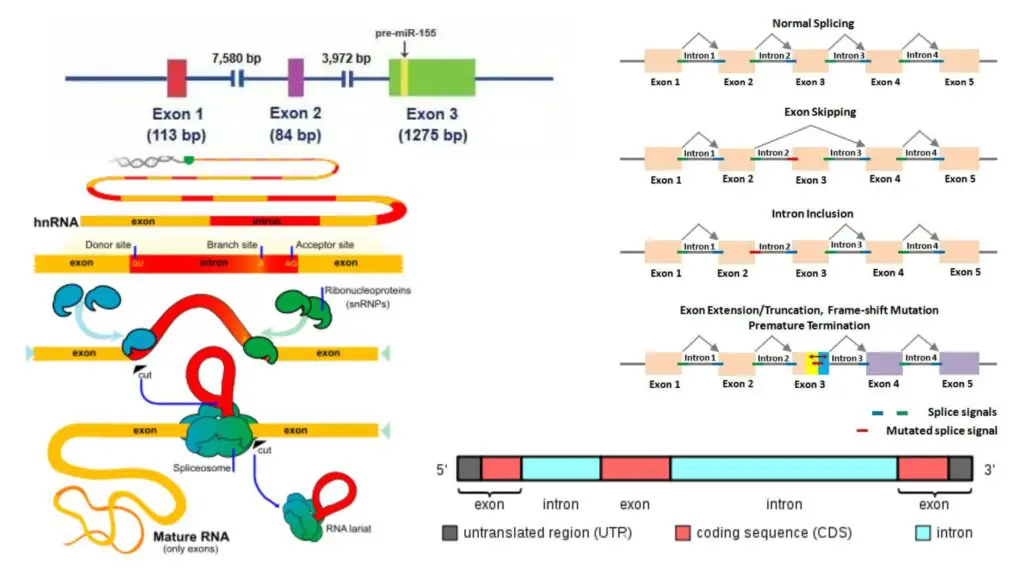 Exon - Definition, Types, Structure, Functions - Biology Notes Online