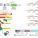 Exon - Definition, Types, Structure, Functions