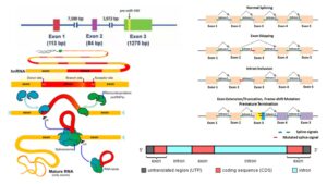 Exon – Definition, Types, Structure, Functions
