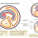 Extra-embryonic Membranes in Chick - Definition, Types, Development, Functions