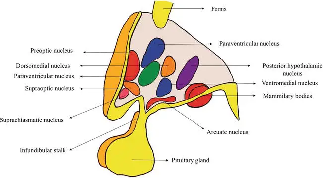 Schematic representation of hypothalamic nuclei (sagittal section).