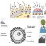 Fertilization - Changes in Gametes, Monospermy and Polyspermy