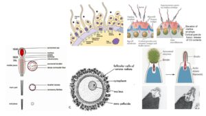 Fertilization – Changes in Gametes, Monospermy and Polyspermy