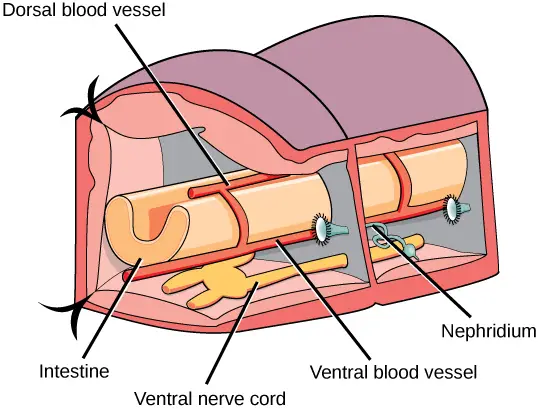 This schematic drawing shows the basic anatomy of annelids in a cross-sectional view.