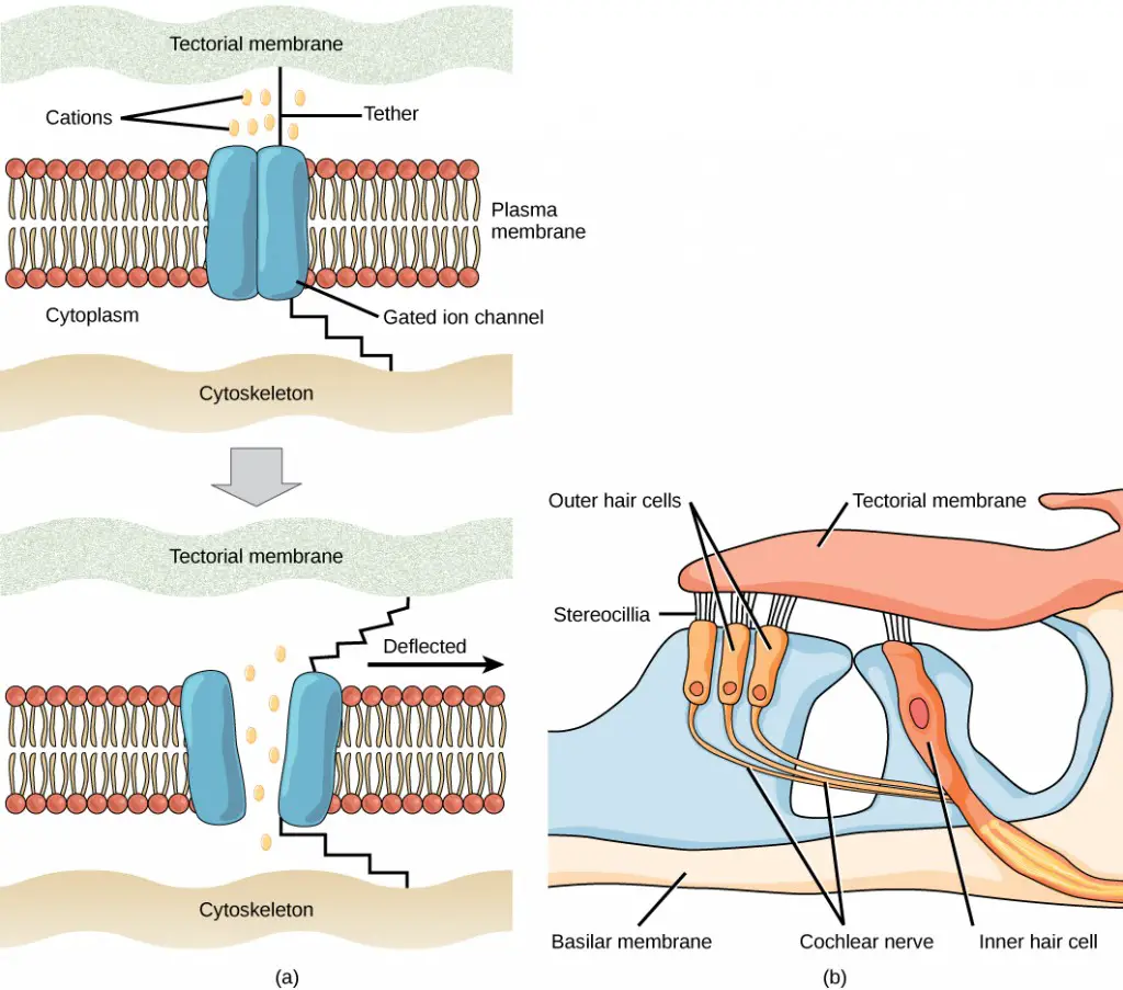 Sensory Processes