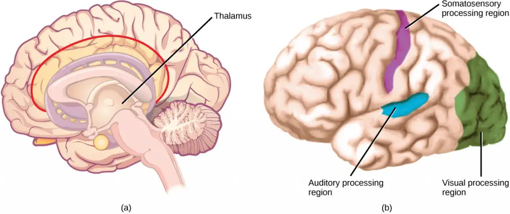 Sensory Processes