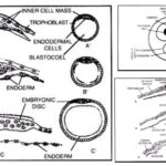 Formation and Fate of Germ Layers