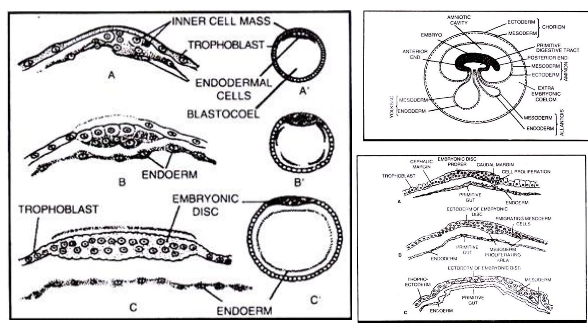 Formation and Fate of Germ Layers