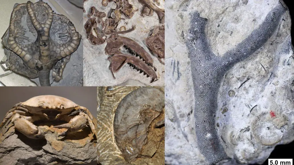 Fossils - Definition, Types, Formation, Dating, Examples - Biology ...