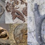 Fossils - Definition, Types, Formation, Dating, Examples