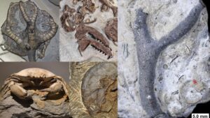 Fossils – Definition, Types, Formation, Dating, Examples