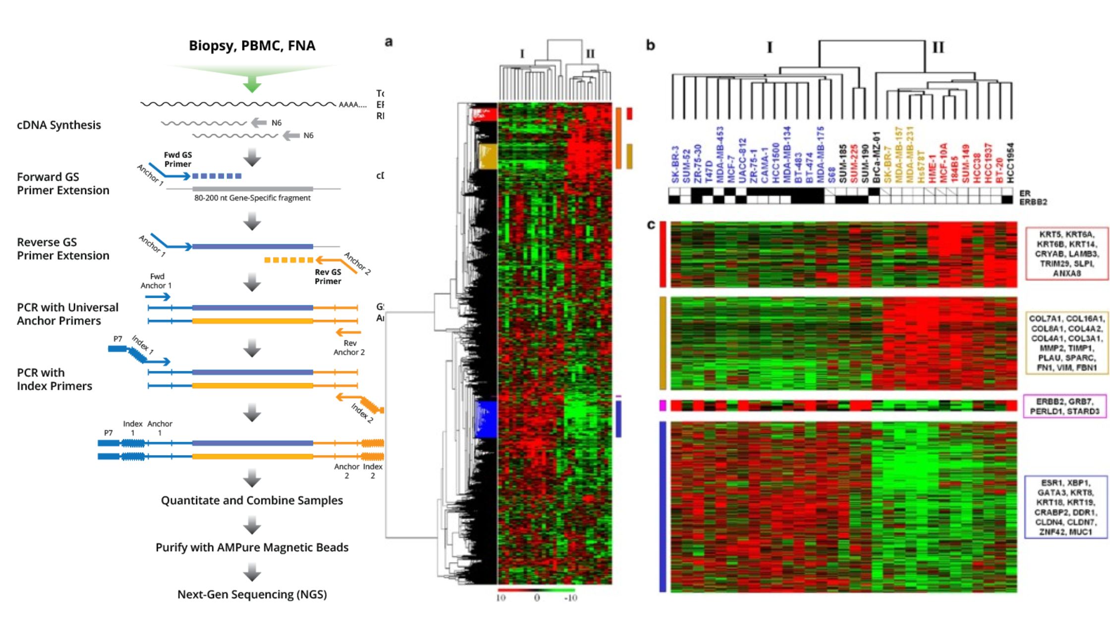 Gene Expression Profiling - Definition, Uses, Limitations