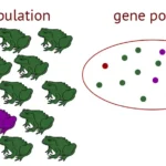 Gene Pool - Definition, Types, Working, Importance, Evolution, Examples