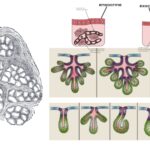 Gland - Definition, Structure, Types, Functions, Examples