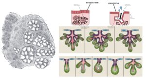 Gland – Definition, Structure, Types, Functions, Examples