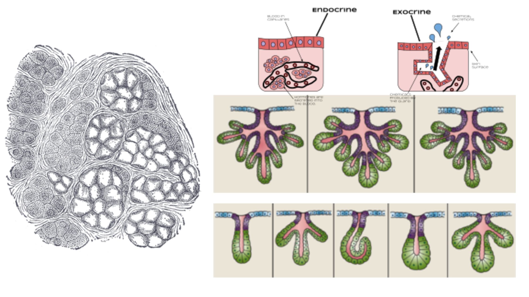 Gland - Definition, Structure, Types, Functions, Examples