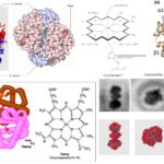 Hemoglobin - Definition, Structure and Function